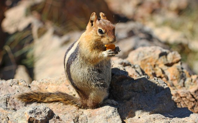 Golden-mantled Ground Squirrel reference