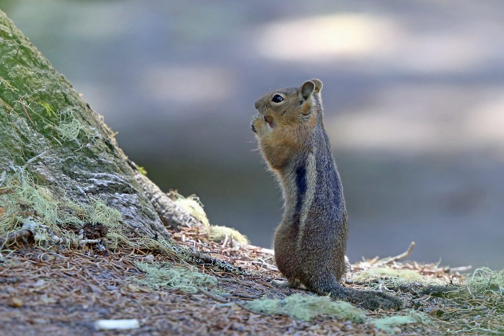 Cascade Golden-mantled Ground Squirrel reference