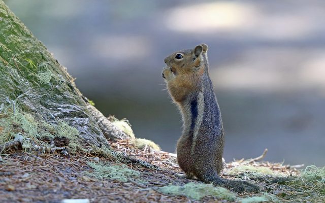 Cascade Golden-mantled Ground Squirrel reference
