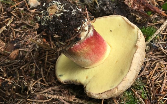Bitter Beech Bolete reference