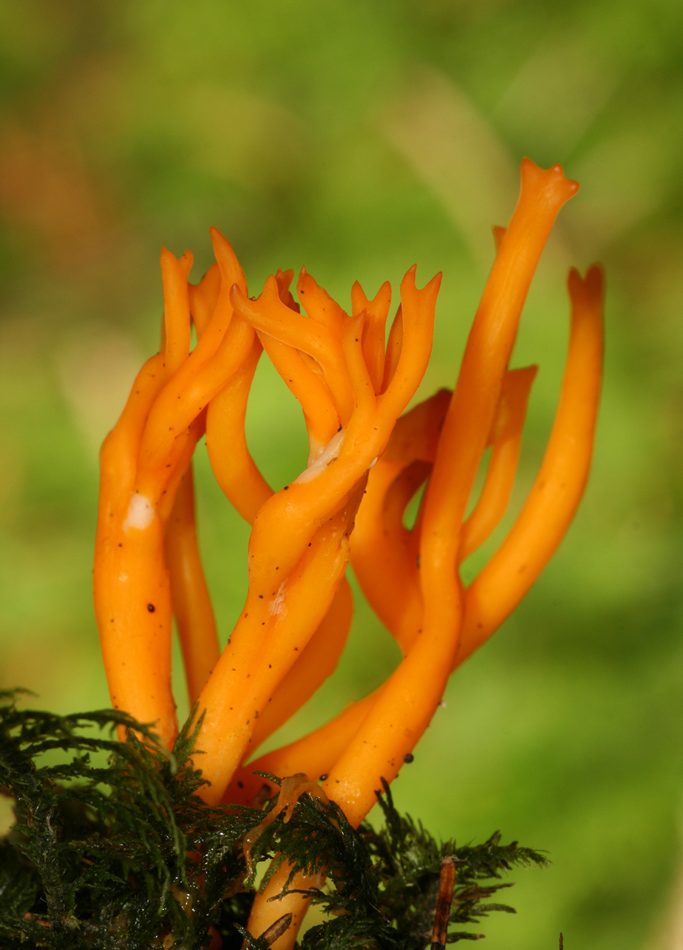 Jelly-antler reference