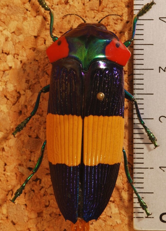 Highland Jewel Beetle reference