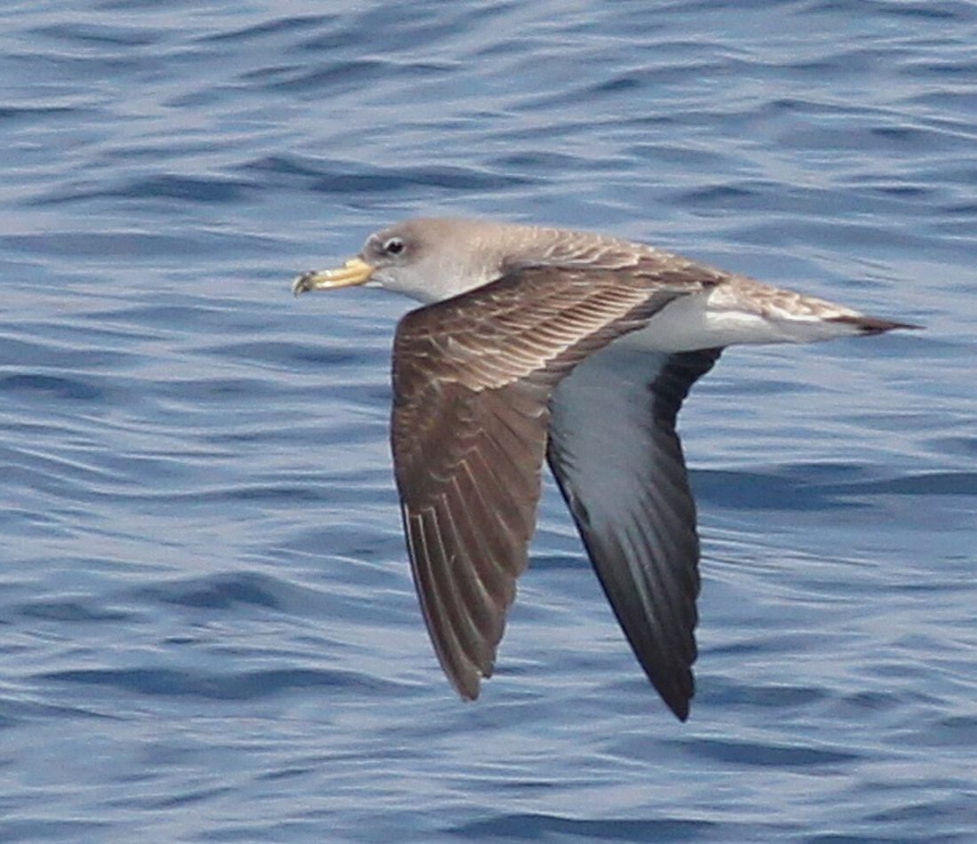 Cory's Shearwater reference