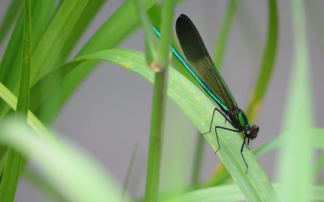 River Jewelwing reference