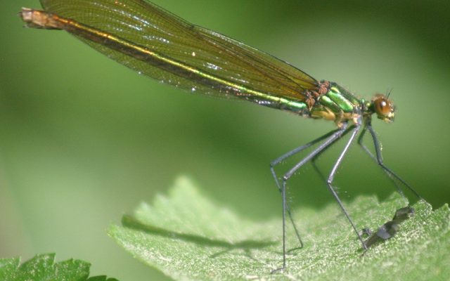 Superb Jewelwing reference