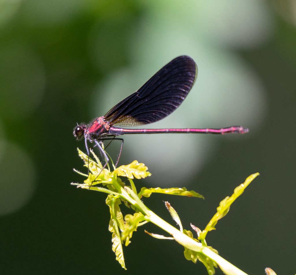 Copper Demoiselle reference