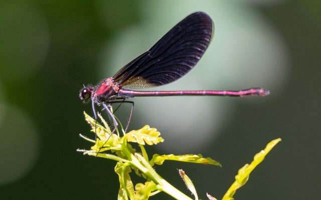 Copper Demoiselle reference