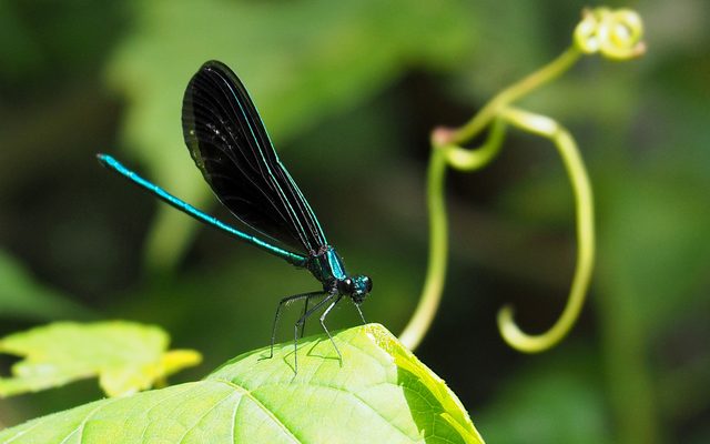 Ebony Jewelwing reference