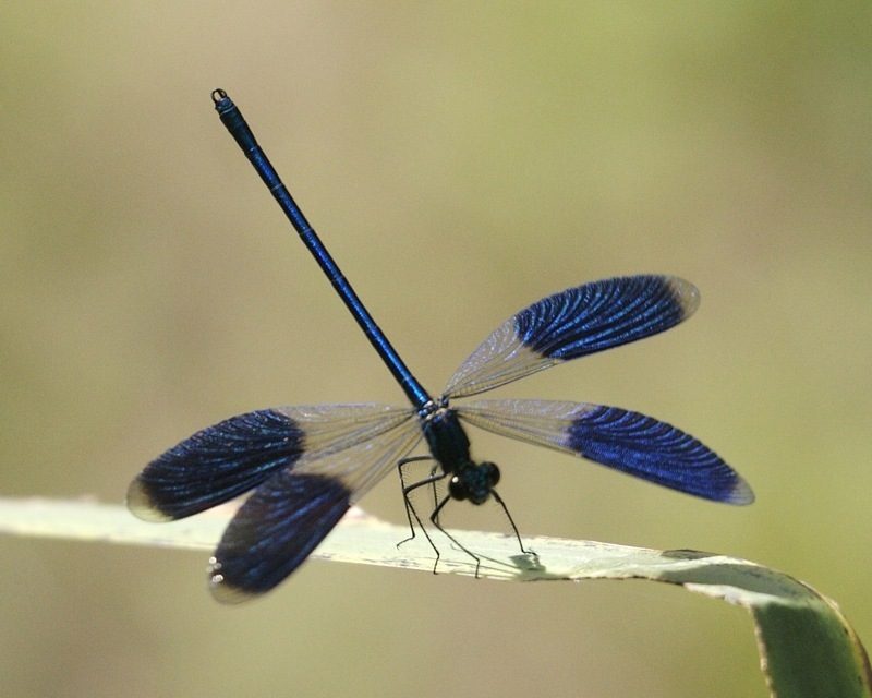 Banded Demoiselle reference
