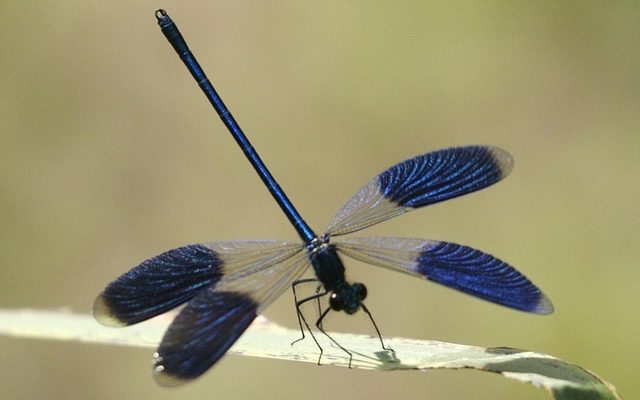 Banded Demoiselle reference