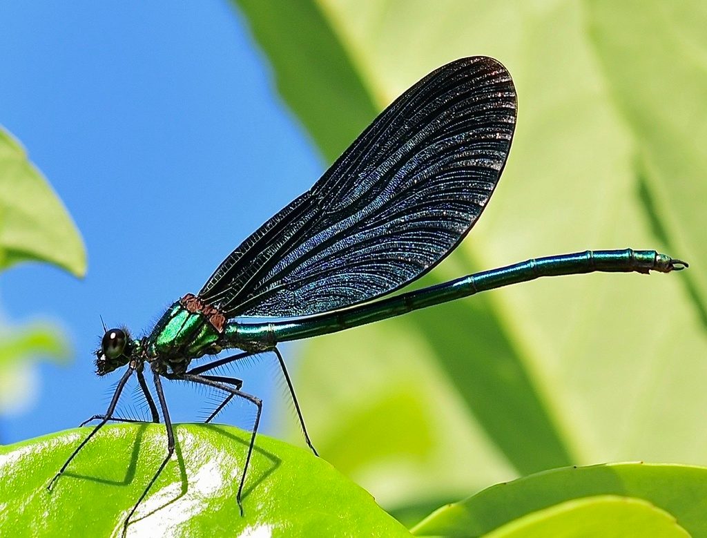 Banded Demoiselle reference