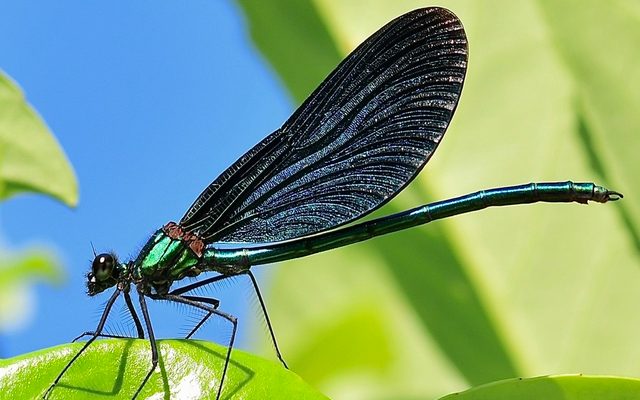 Beautiful Demoiselle reference