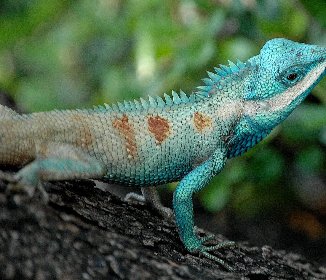 Garden Lizard reference
