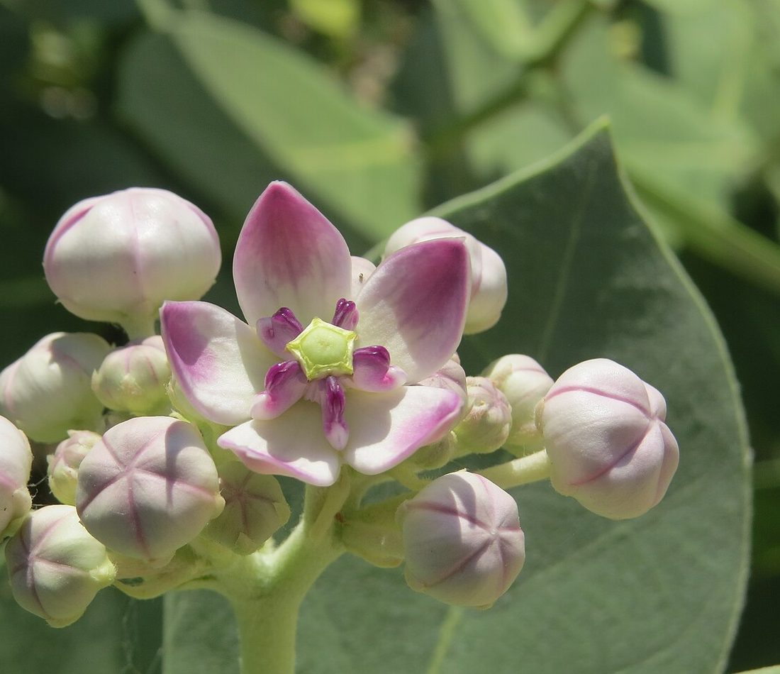 giant milkweed reference