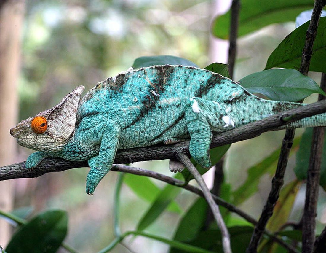 Parson's Chameleon reference