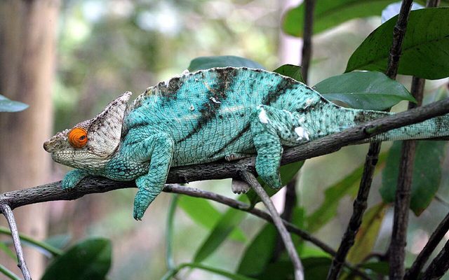 Parson's Chameleon reference
