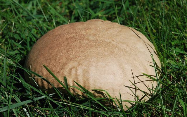 Purple-Spored Puffball reference