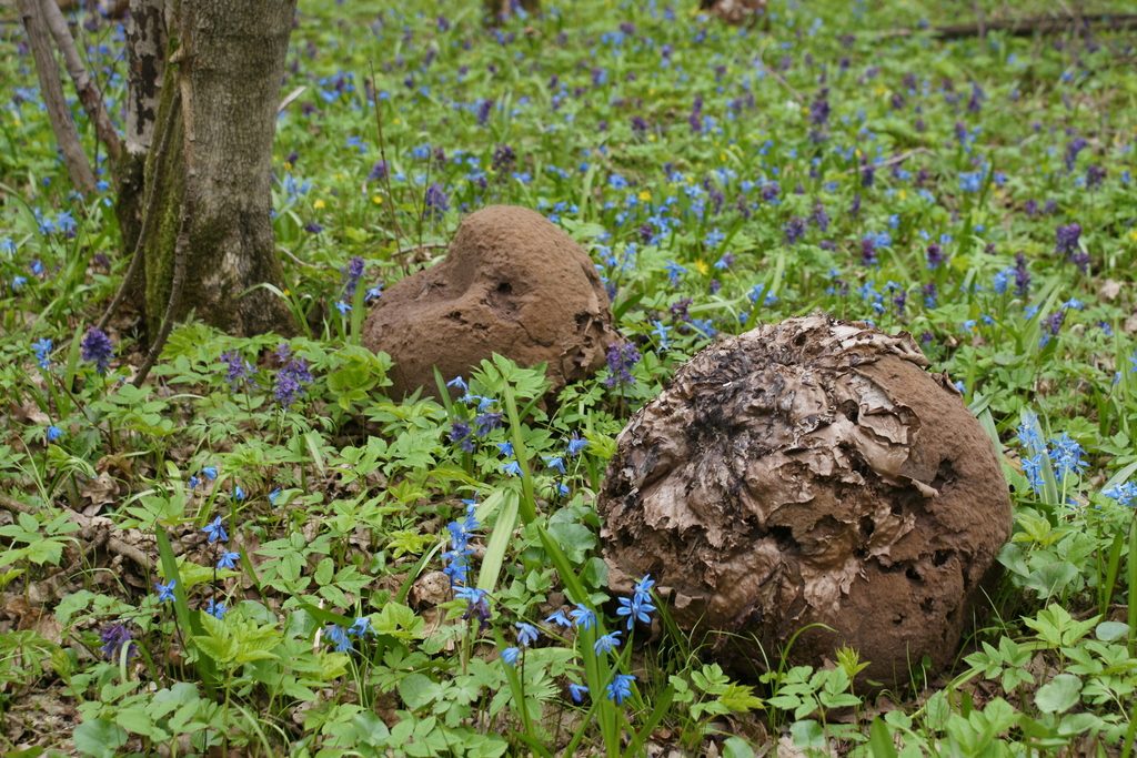Puffball Mushroom reference