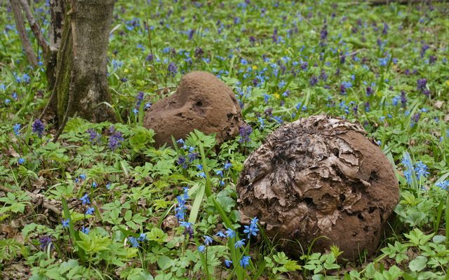 Giant Puffball reference
