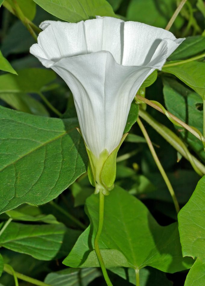 hedge bindweed reference