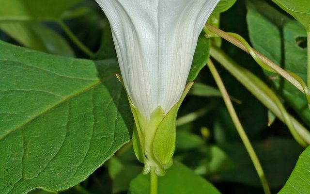 Hedge Bindweed reference