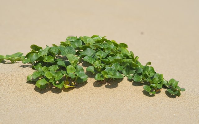 Beach Morning Glory reference