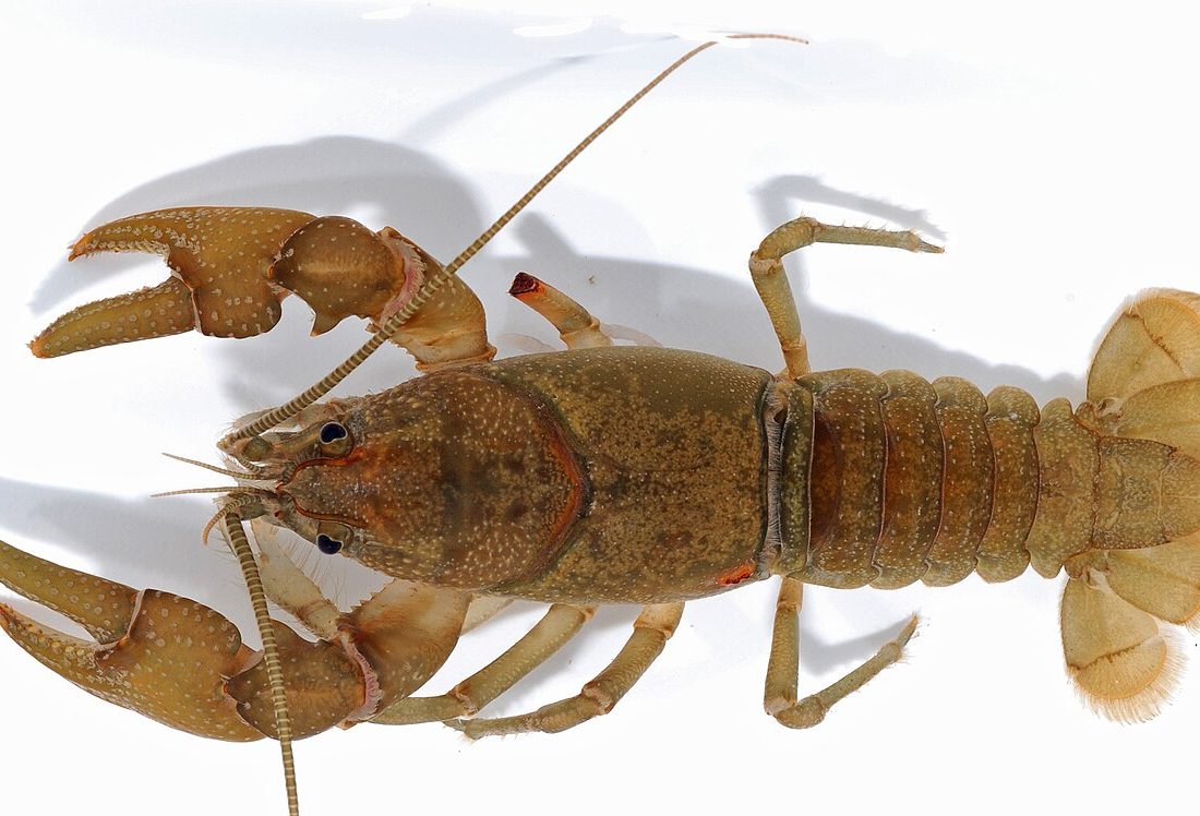 Eastern Crayfish reference