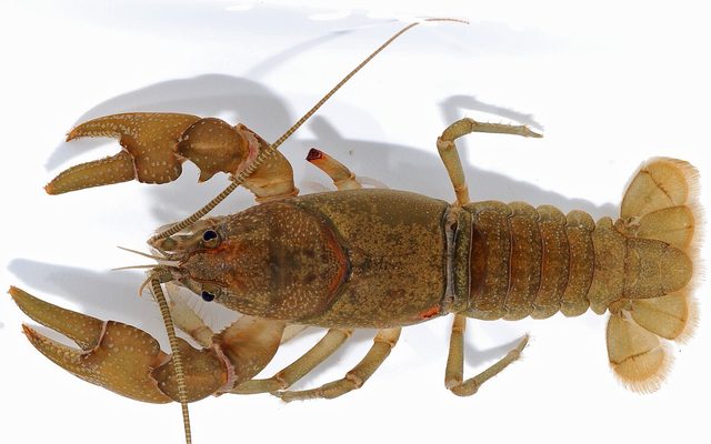 Appalachian Brook Crayfish reference