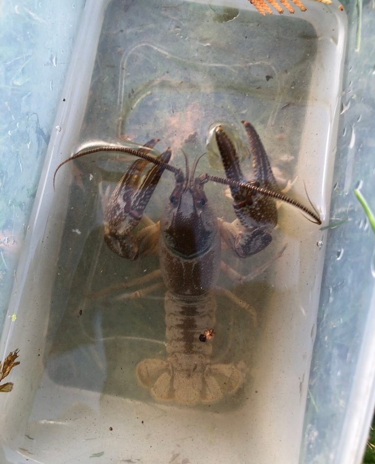 Big Water Crayfish reference