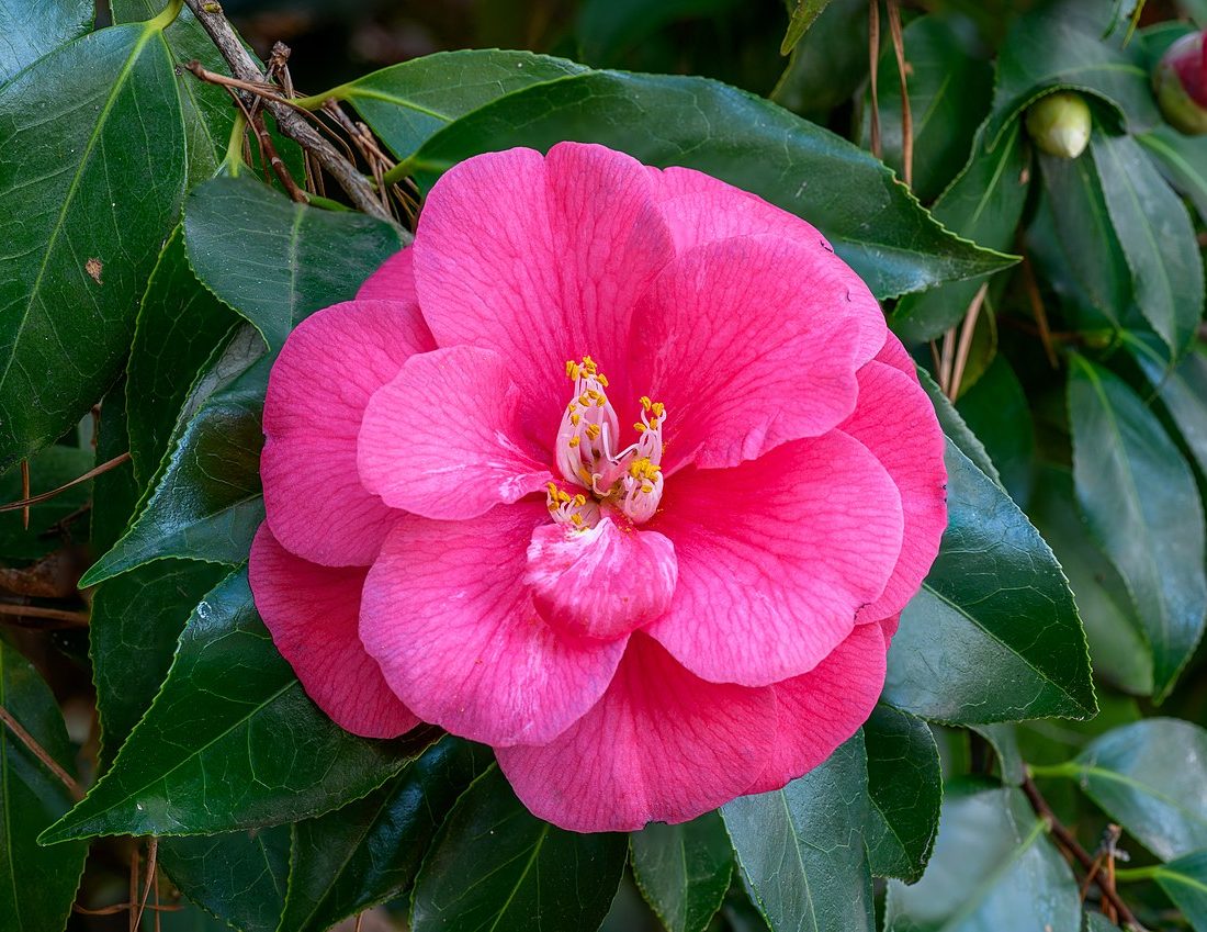 Japanese camellia reference