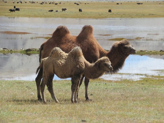Bactrian Camel reference
