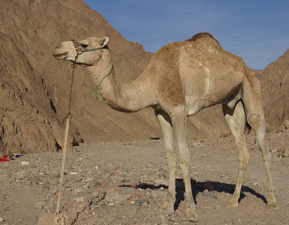 Dromedary reference