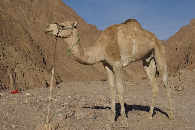 Dromedary Camel reference
