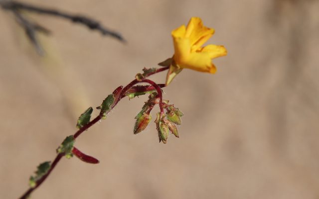 Southern Sun Cup reference