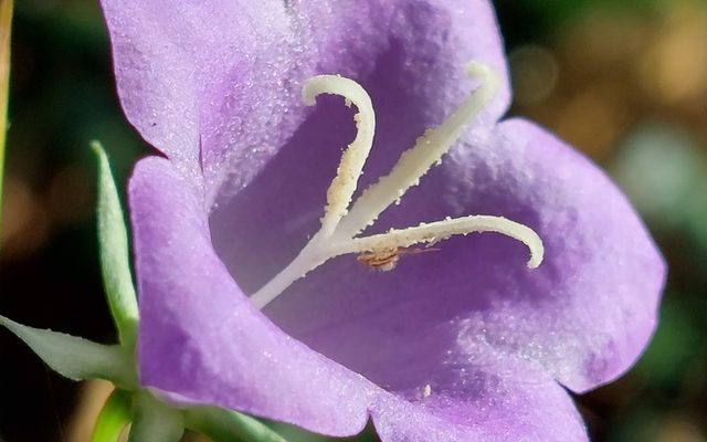 Peach-Leaved Bellflower reference