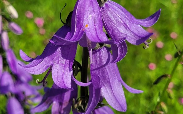 Creeping Bellflower reference