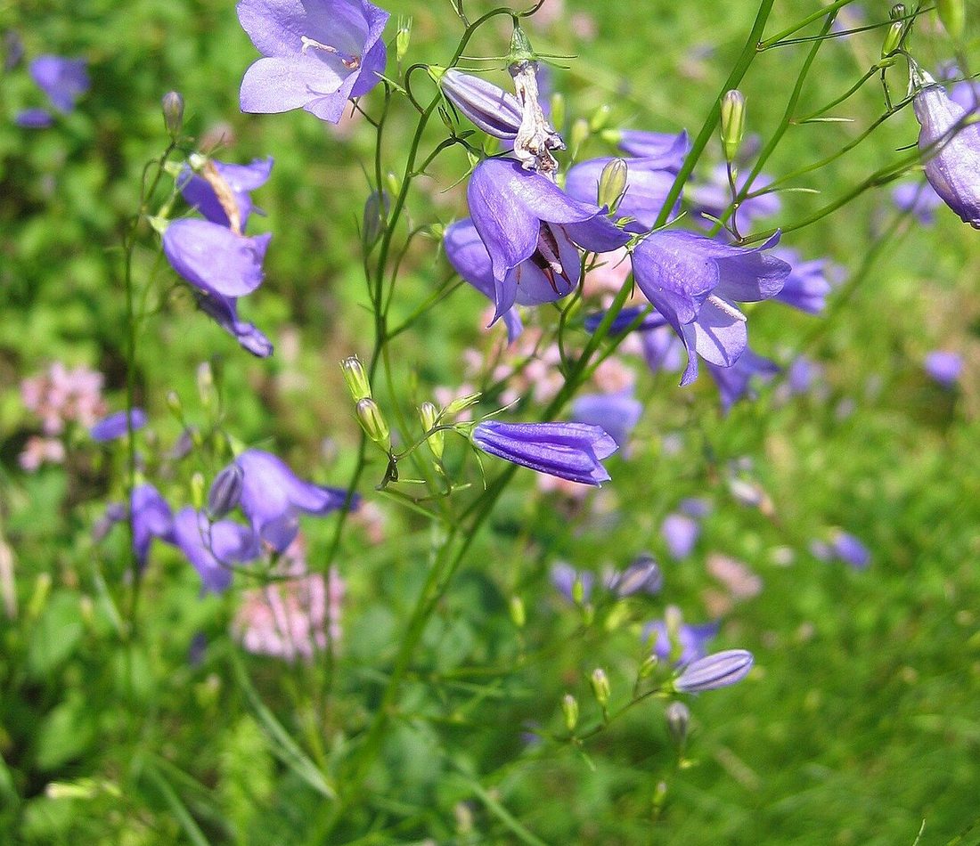 Common Harebell reference