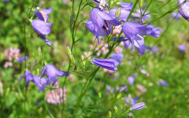 Harebell reference
