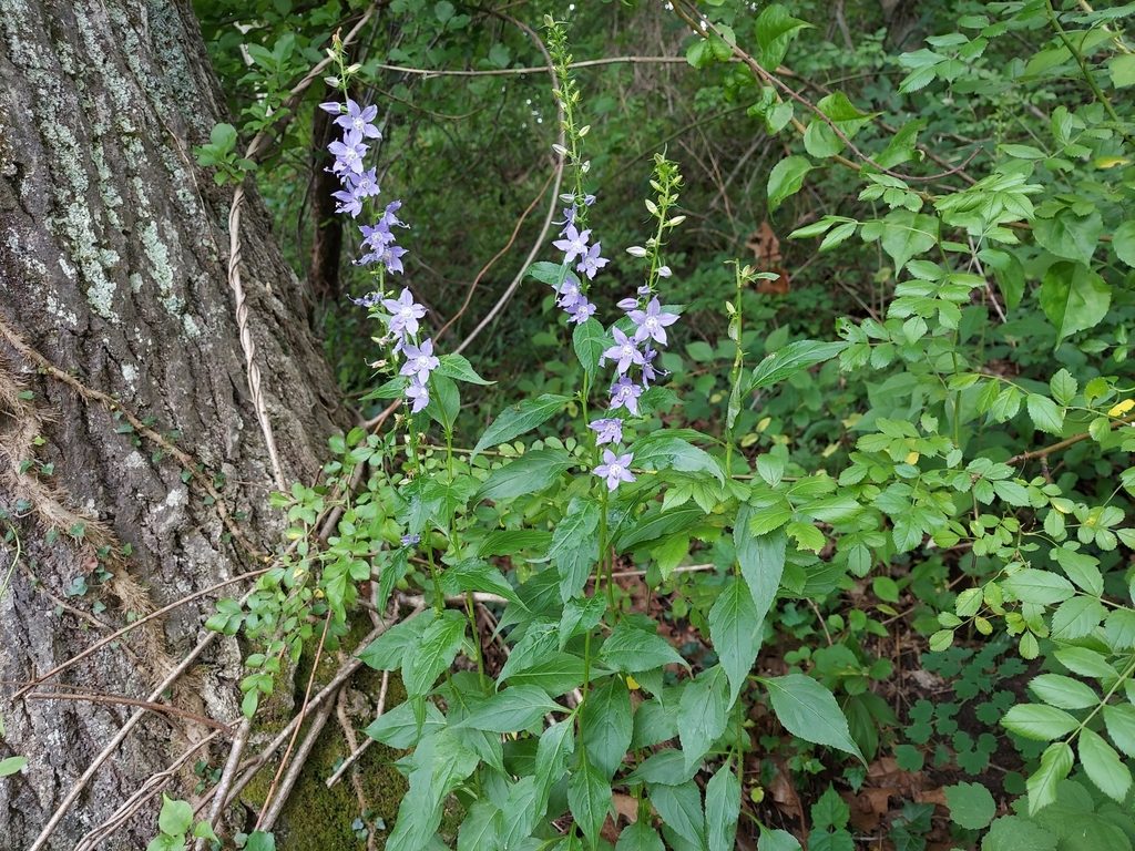 tall bellflower reference