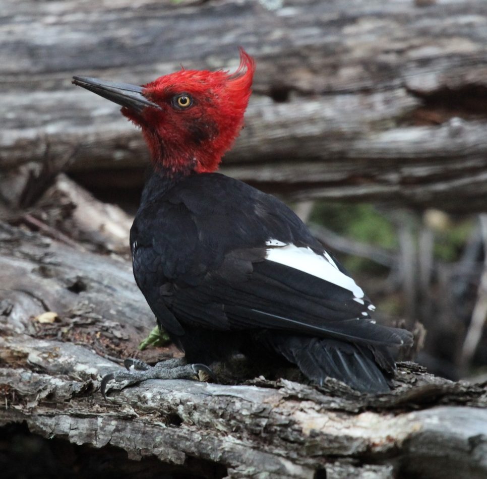 Magellanic Woodpecker reference