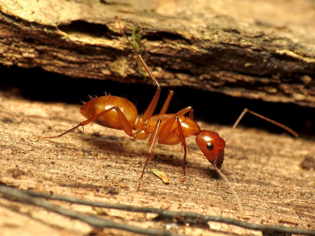 Chestnut Carpenter Ant reference