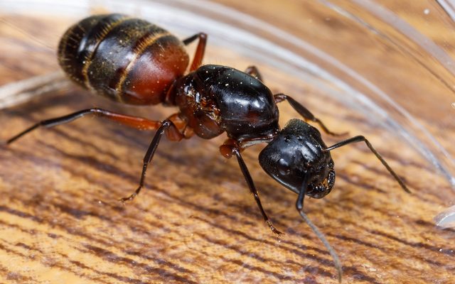 Red Carpenter Ant reference
