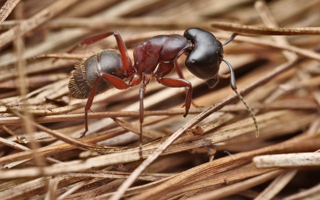 Hercules Ant reference