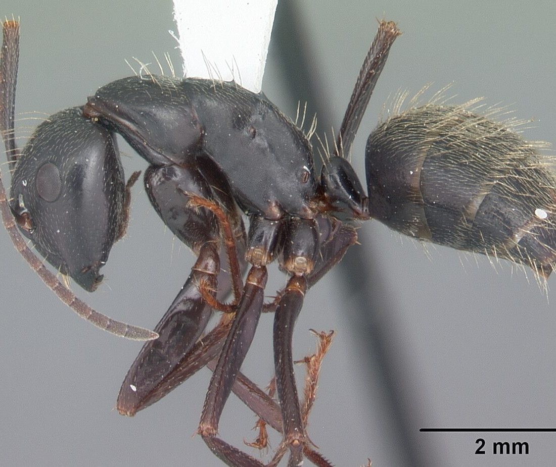 Eastern Black Carpenter Ant reference