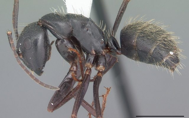 Black Carpenter Ant reference