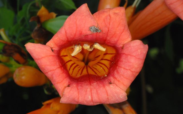 Trumpet Creeper reference