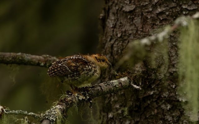 Spruce Grouse reference