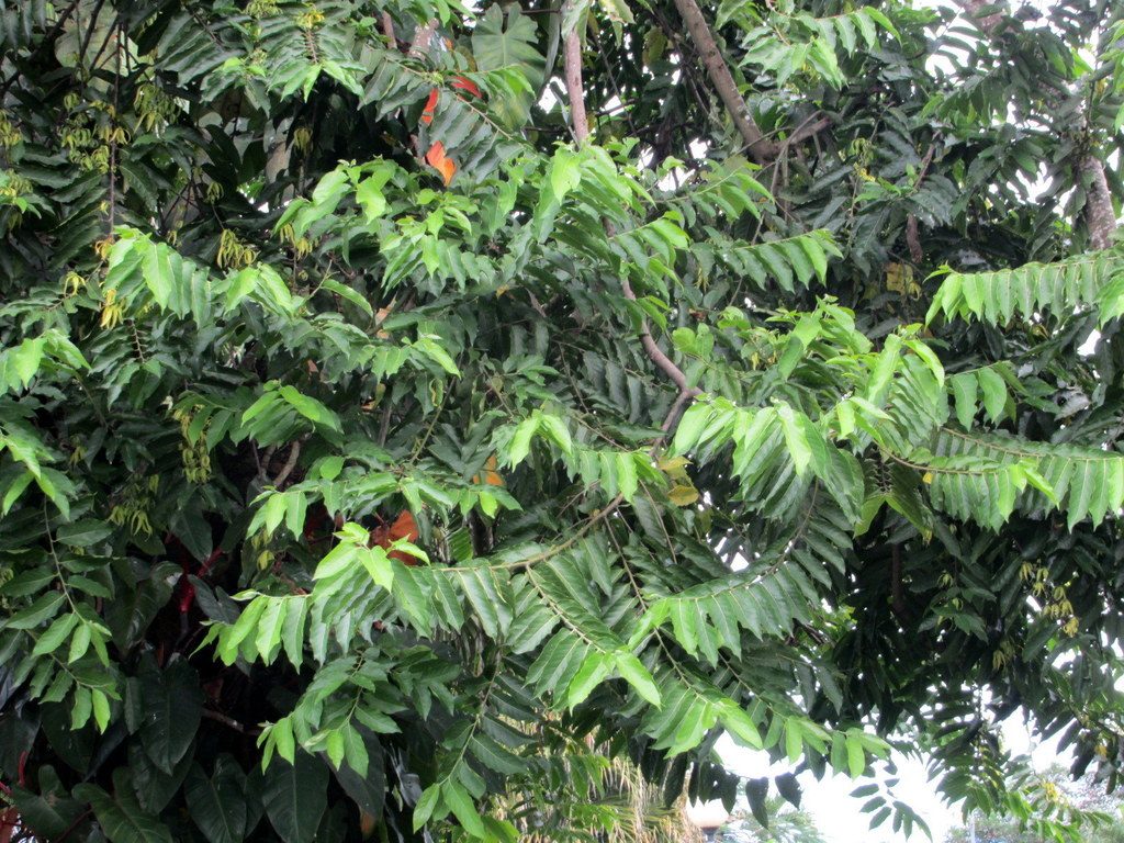 Ylang Ylang reference