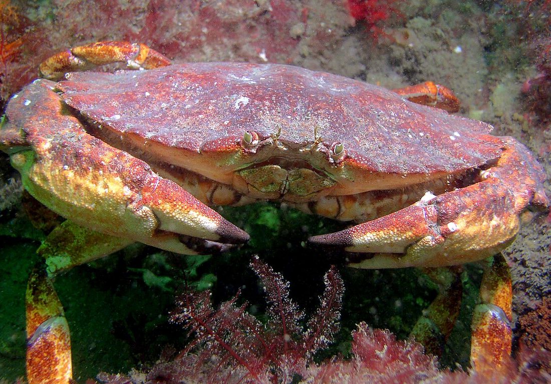 Red Rock Crab reference