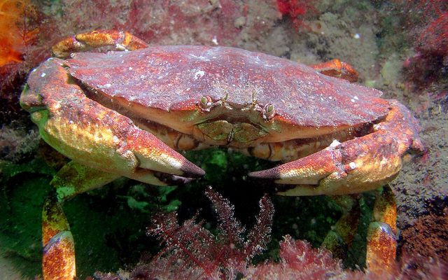 Red Rock Crab reference